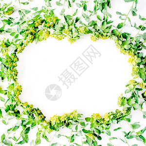 白背景的黄野花叶和绿叶平面背景图片
