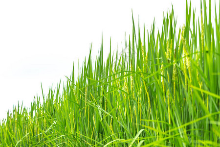 孤立在白色背景上的绿草水稻植物图片