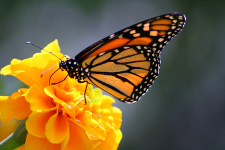 美丽的大帝蝴蝶在一朵明亮图片