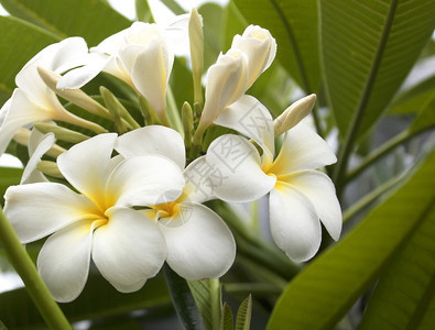 白鸡蛋花自然美丽盛开的花朵背景图片