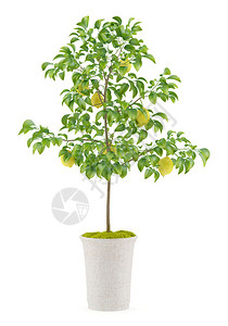 孤立在白色背景上的盆栽柠檬树图片