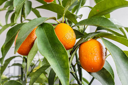 Kumquat树和果实图片