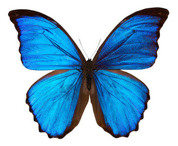 美丽的蓝蝴蝶在白色背景和剪切路径上被隔绝背景图片