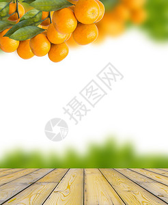 一串成熟的橙子挂在树上图片