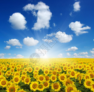 向日葵的田野和蓝天中的太阳图片