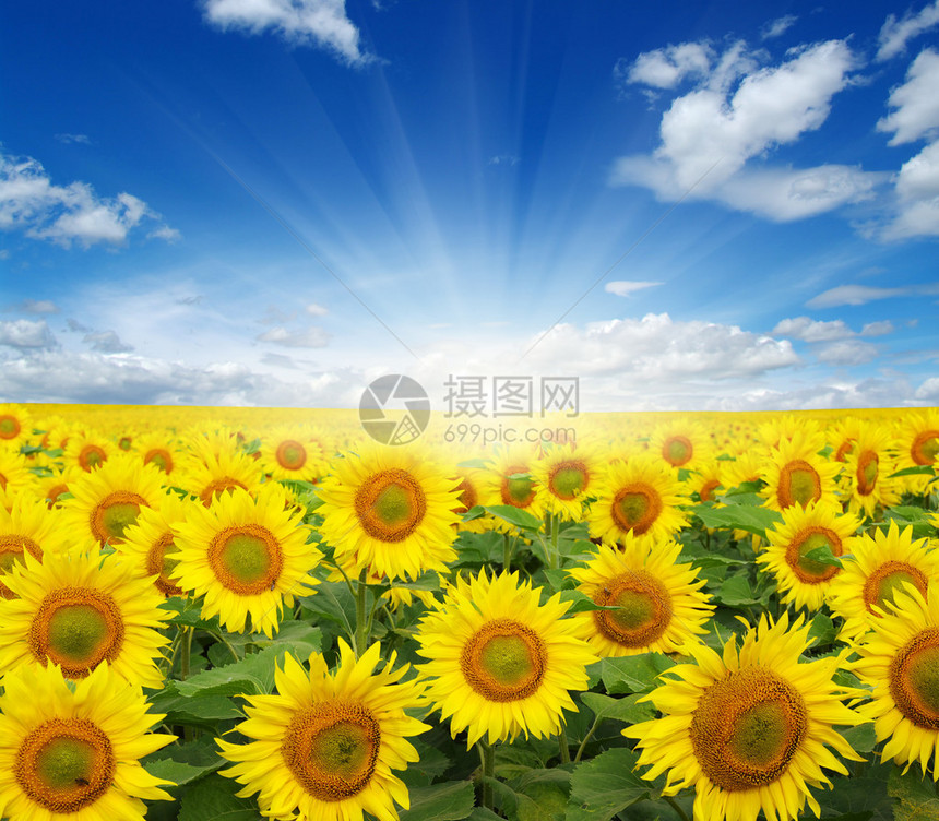 向日葵的田野和蓝天中的太阳图片
