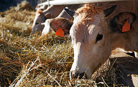 农场里的奶牛意大利图片