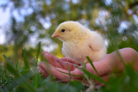 一个孩子在草地上抱着一只小鸡图片
