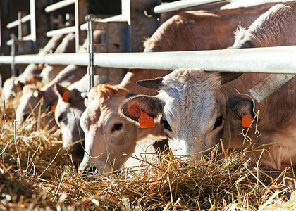 农场里的奶牛意大利图片
