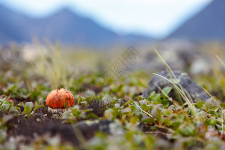 苔原背景苔藓中的橙帽蘑菇图片
