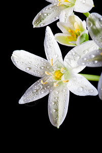 白花和水滴又称伯利恒之星百合草原中午睡11点钟的背景图片