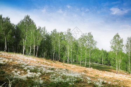 与桦树森林的夏天风景图片