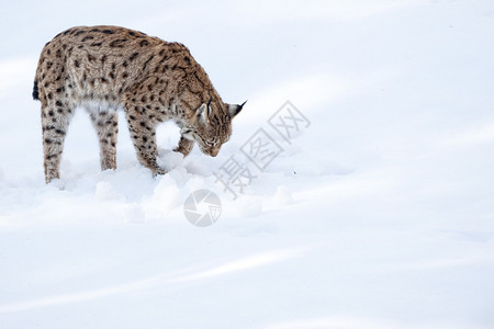 在雪幕下打猎时林克斯图片