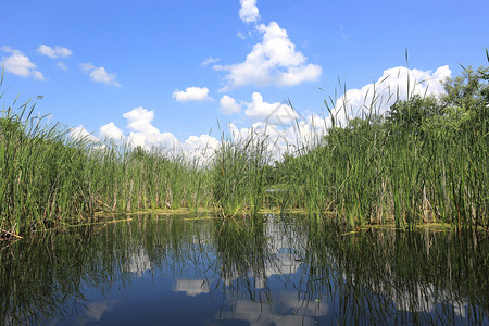 湖边的夏季景水甘蔗图片
