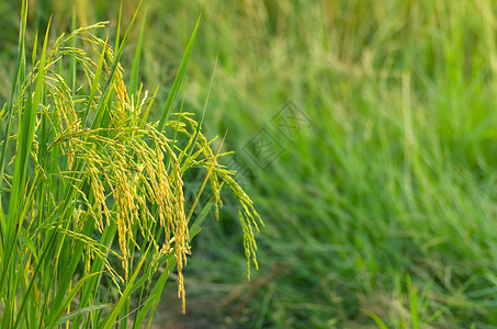 泰国亚洲农田稻图片