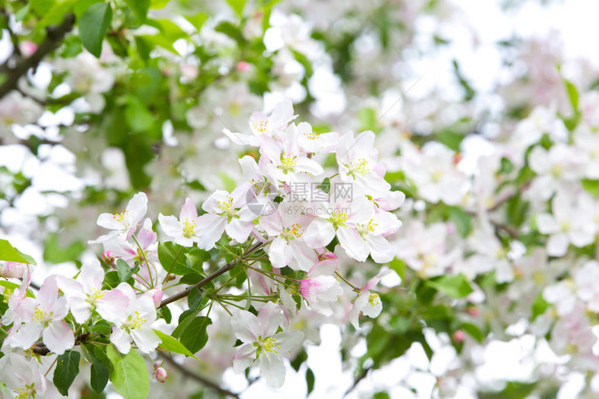 春天花园里盛开的苹果树图片