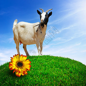 一只白山羊在青绿的草丘上做壁画图片