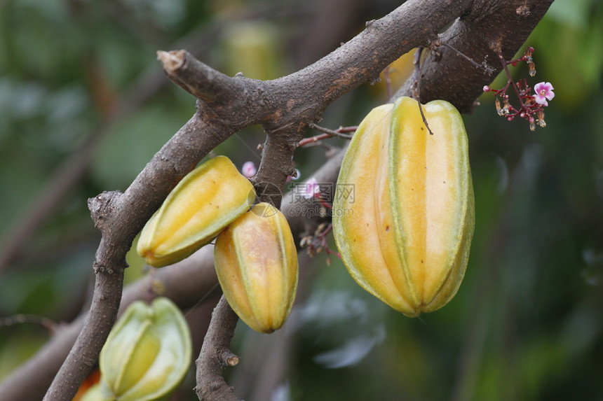 卡兰波拉或明星水果是泰国的果图片