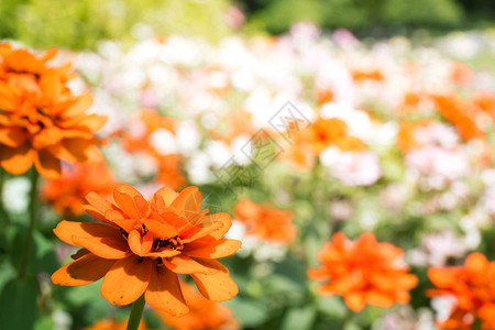 橙色雏菊花背景图片