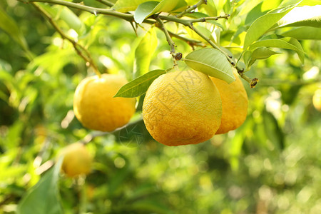 树枝上未成熟的橘子图片
