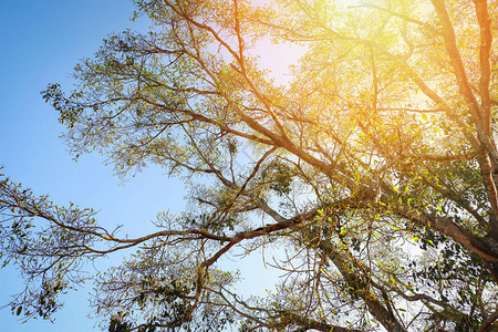 大树上的阳光蓝天背景中的阳光照在树枝上图片