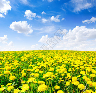 春天草地上的黄色蒲公英图片