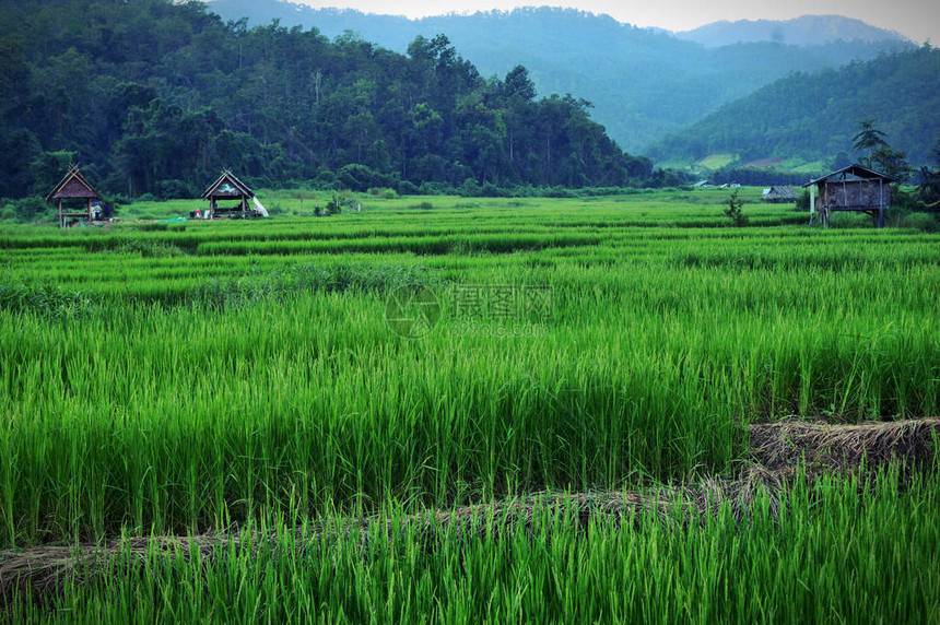 稻田水稻自然本底图片