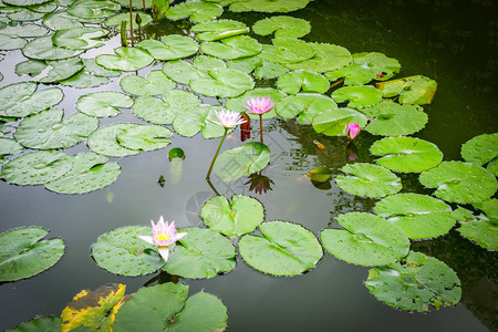 Lotus池塘Lilly水或莲花和绿叶花图片