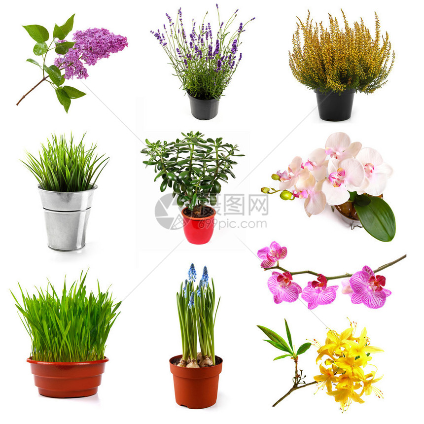 不同花朵和植物的集成图片