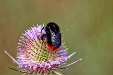 蓟上的红尾蜂王背景图片