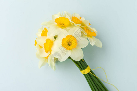 春天的花朵水仙花束蓝色柔和背景上的白色水仙用于贺卡或祝贺海报顶视图的图片