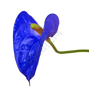 孤立在白色背景上的一朵蓝色红掌花背景图片