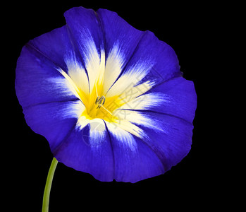 蓝色花朵与白黄星形状中心图片