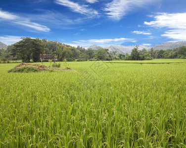 稻田的黄稻收获季节图片