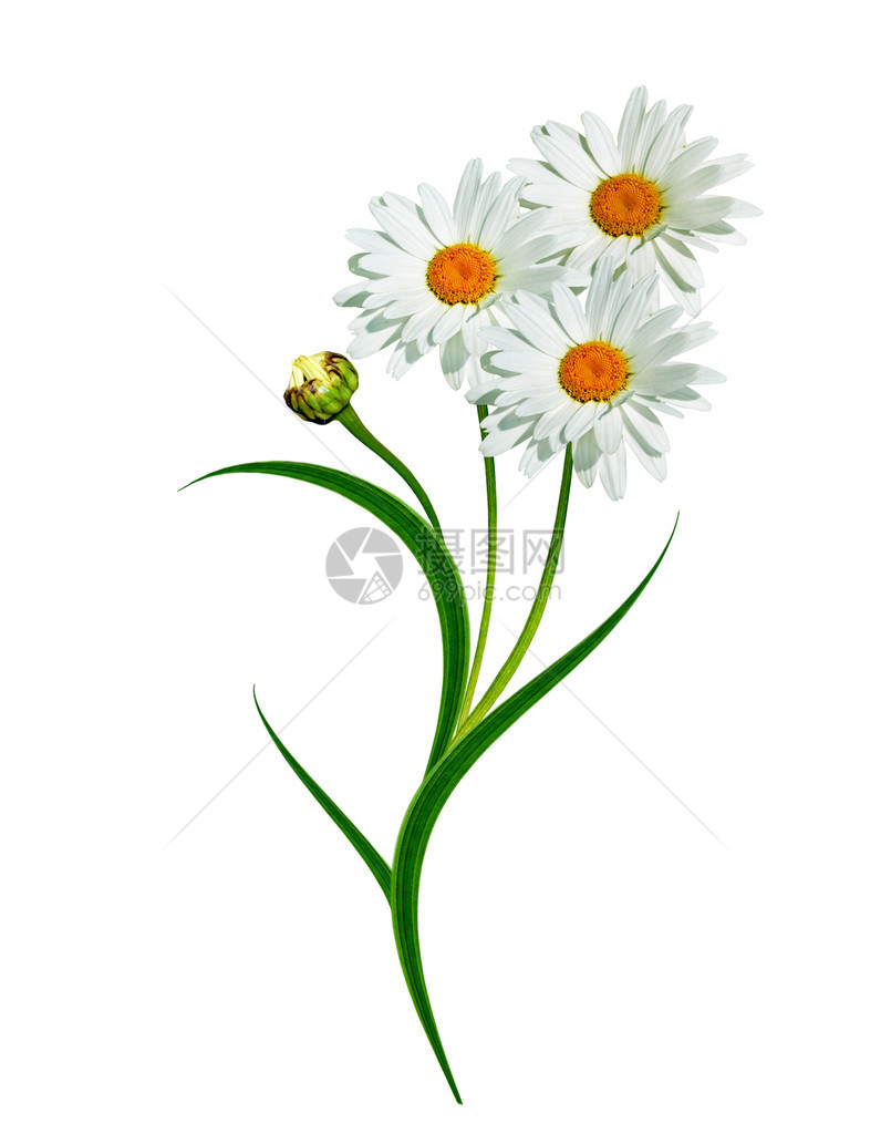 雏菊夏天白色的花朵图片