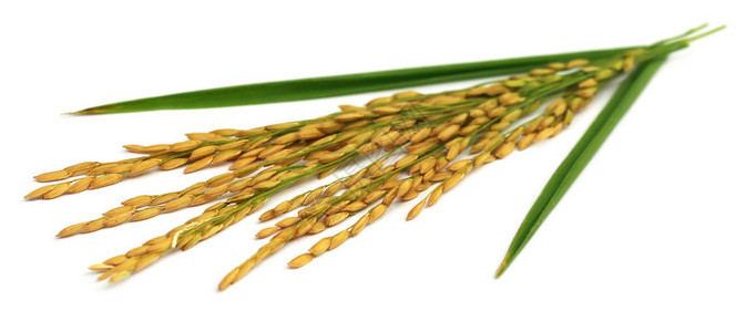在白色背景的金色稻谷种子图片