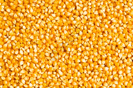 作为背景排列的明亮的玉米粒背景图片