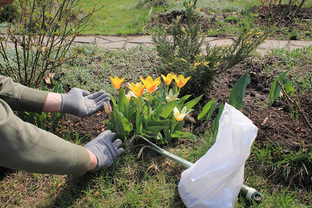 园丁手中握着从施肥的花朵郁金香包件中提取的矿物颗粒肥料图片