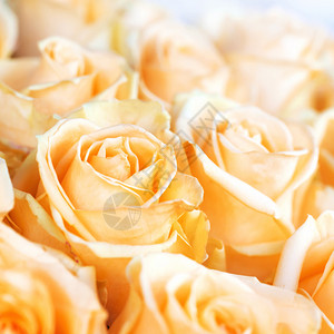 新鲜橙色玫瑰自然的春天阳图片