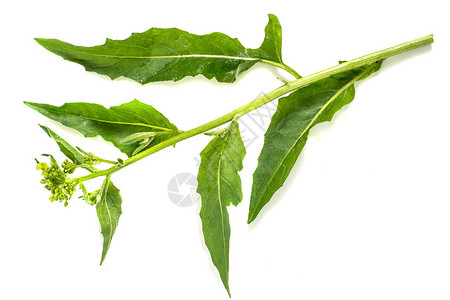 白色背景上的药用植物Buniasorientalis图片