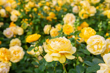 春天花园里美丽的黄玫瑰丛玫瑰花园花园里的一背景图片