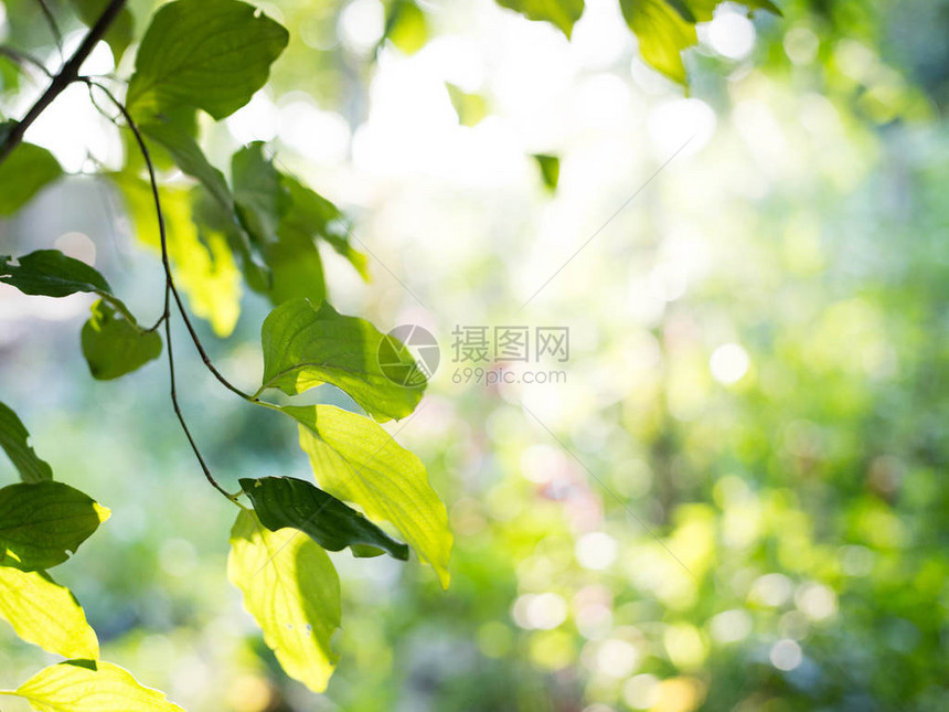 新鲜健康的绿色生物背景图片