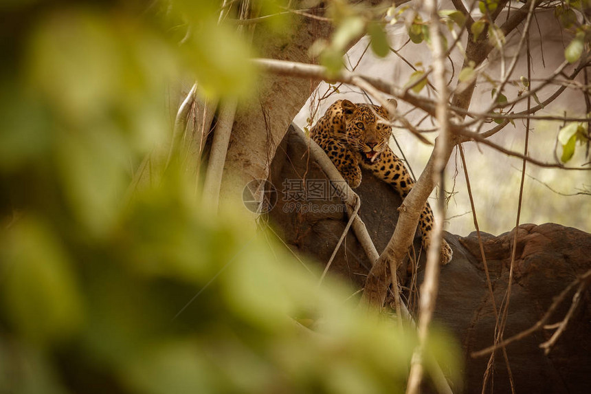 在自然栖息地濒危的亚穆尔豹图片