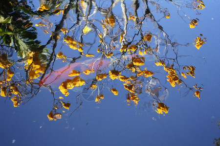 池塘里的鲤鱼和倒影树图片