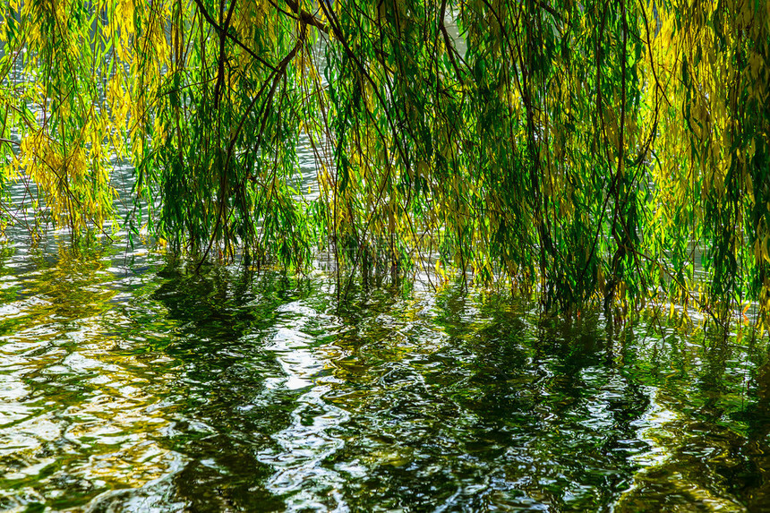 秋天下午在公园的湖中反射绿色和黄weepi图片