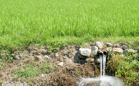 这是一个排水口和稻田图片