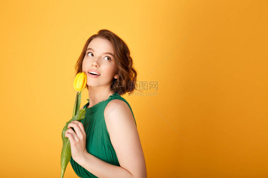 在橙色上隔离的手上有黄色春郁金香的图片