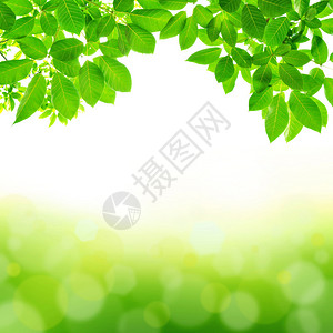 绿叶自然抽象图片