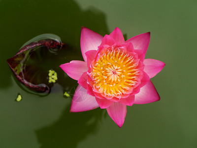 泰国Lotus博图片