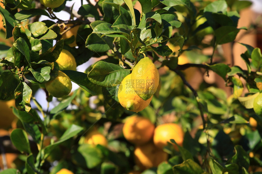 生长在柠檬树上的柠檬图片